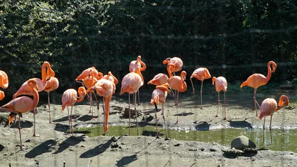 Gardinen Flamingos in cages at Ueno Zoo, Japan © shufilm