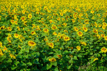Obraz premium Endless field with bright yellow sunflowers on a sunny day.
