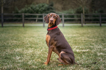 Sprizsla dog - cross between a Vizsla and a Springer Spaniel - sitting looking directly at the...