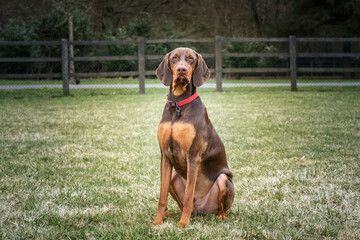 Sprizsla dog - cross between a Vizsla and a Springer Spaniel - sitting looking directly at the camera