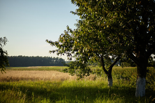 Rural landscape with fields and trees