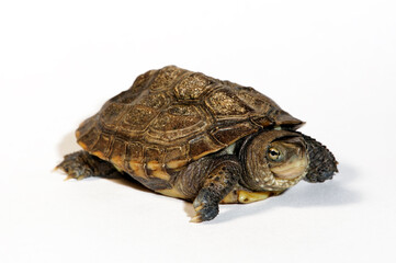 Fujian pond turtle // Hybrid-Bachschildkröte,  Iversons Bachschildkröte (Mauremys iversoni) - hybrid between Cuora trifasciata and Mauremys mutica