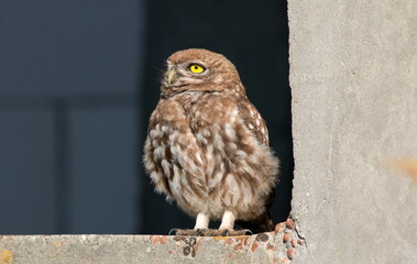 horned owl