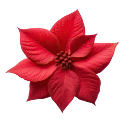 A Single Red Poinsettia Petal- Isolated On A White Background Isolated