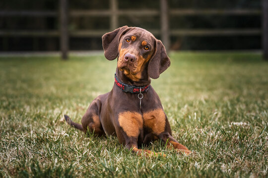 Sprizsla dog - cross between a Vizsla and a Springer Spaniel - with an amazing head tilt