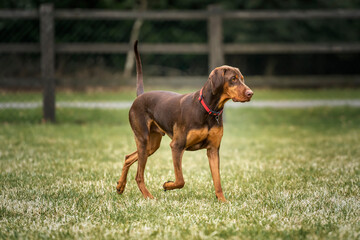 Sprizsla dog - cross between a Vizsla and a Springer Spaniel - walking from left to right with tail up
