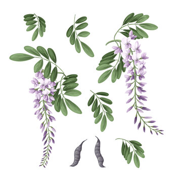 Acacia flowers and leaves isolated. Vector.