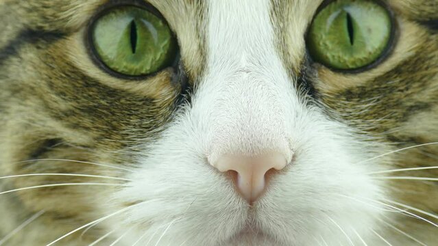 Close-up of a cat's face. Green eyes. The cat's emotions look into the camera.