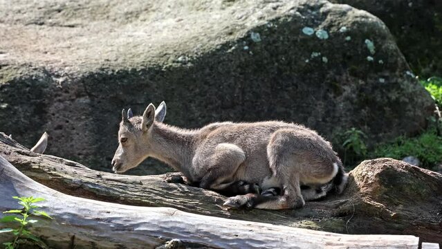 Young baby mountain ibex with its mother on a rock - capra ibex in a german park