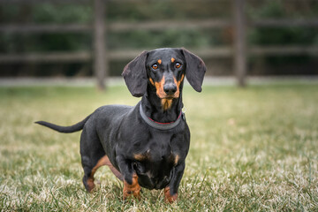 Large Black Dachshund dog looking directly at the camera