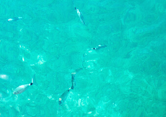 Transparent turquoise sea with contours of fishes on depth. Natural background. Copy space.