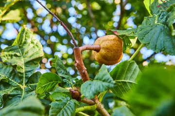 Fruit or nut on plant tree branch with green leaves in nature Minnetrista Museum and Gardens