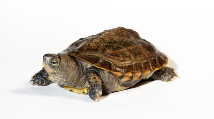 Fujian pond turtle // Hybrid-Bachschildkröte  (Mauremys iversoni) - possibly hybrid between Cuora trifasciata and Mauremys mutica