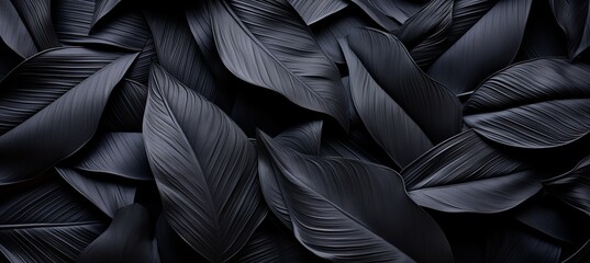 Abstract black leaf textures for tropical leaf background   dark nature concept, flat lay