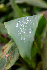 Morning dew on a leaf