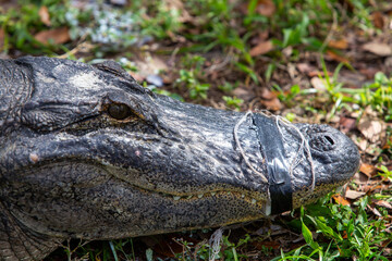 Alligator in Captivity