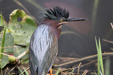Vogel