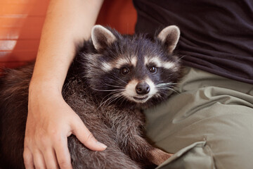 veterinary medicine, unusual patients at the veterinarian, the raccoon came for vaccination