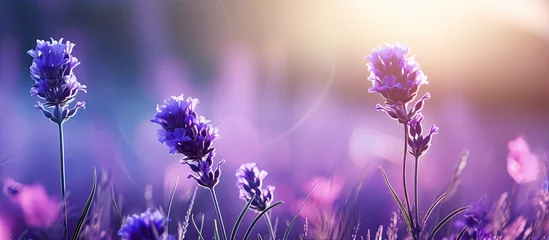 Fototapeten In the enchanting garden, a majestic macro closeup reveals the beauty of a delicate lavender flower, with its floral elegance and mesmerizing purple hue. © 2ragon