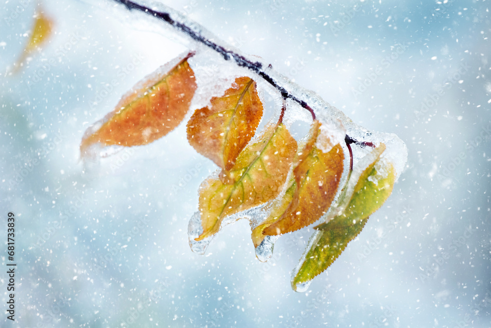 Poster a tree branch covered with snow and ice with dry leaves in a forest during a snowfall