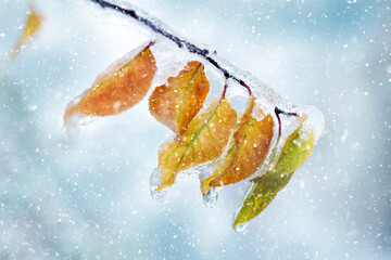 A tree branch covered with snow and ice with dry leaves in a forest during a snowfall