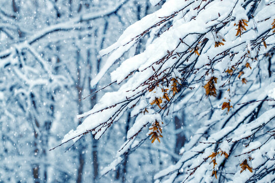 Winter in the forest, snow-covered tree branches with withered leaves in the forest during snowfall