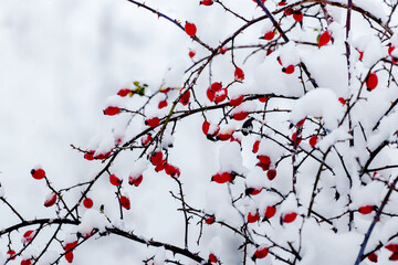 A branch of rose hips with red berries on a blurred background