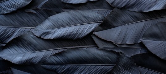 Dark nature concept abstract black leaf textures for tropical leaf background, flat lay composition.