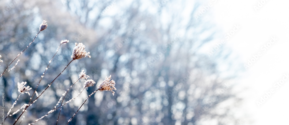 Poster winter atmospheric view with dry plants covered with frost on a blurred background in a meadow on a 