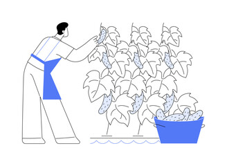 Hydroponic cucumber production abstract concept vector illustration.