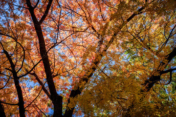 A large sumac tree turns autumn shades in a desert valley in Arizona