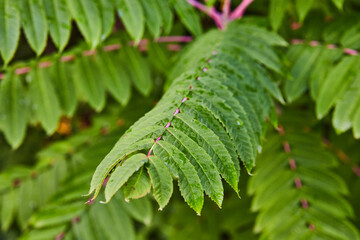 Green leaves of fern plant branching out from distant, blurry center of plant in nature background