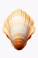 Obraz premium A detailed close-up of a shell on a white background. This image can be used for various purposes, such as website backgrounds, educational materials, or nature-themed designs