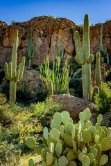 Arizona cacti in early morning