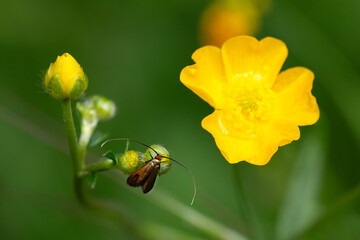 Adelidae butterfly perched on yellow field flowers, horizontal macro nature photograph.