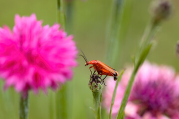 soldier beetle perched on a pink flower in the garden. Macro horizontal photograph with nice composition, colourful.