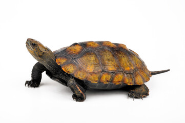 Japanische Sumpfschildkr&ouml;te // Japanese pond turtle (Mauremys japonica)