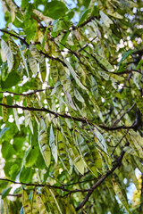 Thin, dangling green helicopter tree seeds like snap pea plant below branches and leaves background