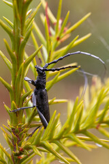 capricorn beetle perched on a pine branch in a vertical macro photograph with a green background where its shiny black colour stands out.