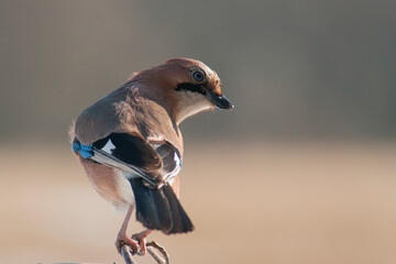 Natura Polski © Andrzej