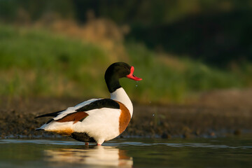 Ohar, podgorzelec, kaczka norowa (Tadorna tadorna)  Natura Polski © Andrzej