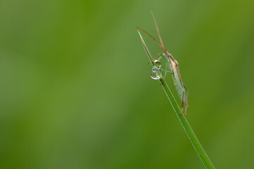 beautiful horizontal macro shot on a green background with a grasshopper perched on a grass with a raindrop.