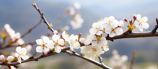 In the serene tranquility of a spring garden, amidst the majestic mountains, a beautiful white plum blossom tree blooms in all its floral glory as if showcasing nature's finest masterpiece - an