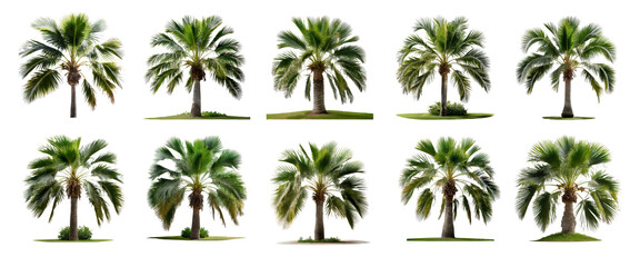 Phoenix Rupicola Tree (Cliff Date) palm trees collection isolated on transparent background. 