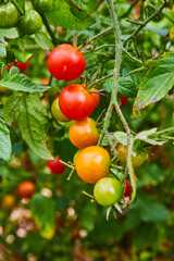 Colorful farm to table ripe and fresh tomatoes on the vine ingredients growing in garden