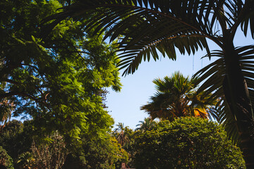 Fototapeta premium Up view at palm trees and blue sky, nature summer vibrant background