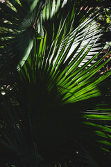 Full frame view of palm foliage in jungle, moody and dark tone photo - 681740439
