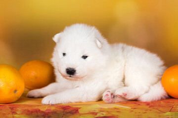 White fluffy Samoyed puppy dog with orange