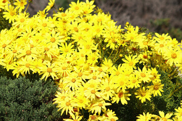 A glade of bright yellow daisies in California © Evgenii Vlasov