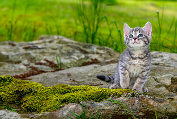 a cute little kitten in the garden grass - obrazy, fototapety, plakaty